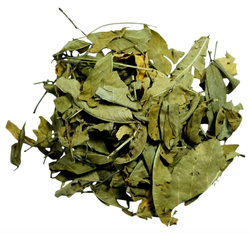 Holas de culen secas